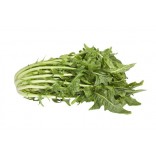 CICORIA MAZZO II NC ITALIA