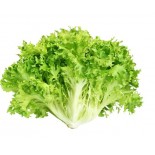 INSALATA RICCIA MAZZO