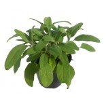 SALVIA VASO 14 ITALIA