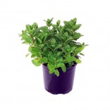 VASO 14 MENTA