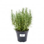 ROSMARINO VASO 14 ITALIA