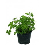 PREZZEMOLO VASO 14 .