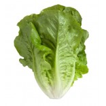 LATTUGA ROMANA II 300+ ITALIA