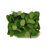 MENTA VASCH. GR 30