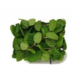 MENTA VASCHETTA GR 30