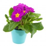 PRIMULA VASO 12
