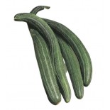 CETRANGOLO