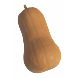ZUCCA BUTTERNUT