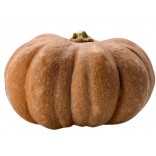 ZUCCA GIALLA