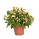 CRISANTEMO VASO 14 x 48 PZ