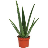 ALOE VERA VASO 12