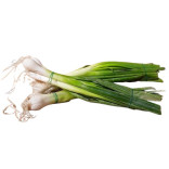 CIPOLLOTTI MAZZO
