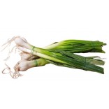 CIPOLLOTTI MZ GR 200