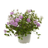 LANTANA VASO 14