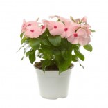 VINCA VASO 14