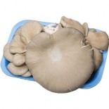 FUNGHI PLEUROTUS ARD GR 350