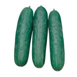 CETRIOLI CORTI