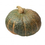 ZUCCA ALIMENTARE DELICA