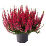 CALLUNA NATURALE VASO 11