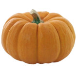 ZUCCA GIALLA