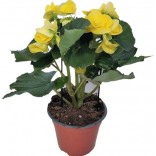 BEGONIA VASO 14