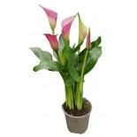 CALLE COLORATE VASO 12