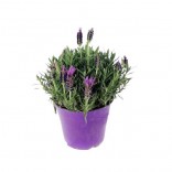 LAVANDA VASO 14    .