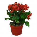 BEGONIA BIG VASO 14