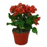 BEGONIA BIG VASO 14