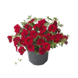 CALIBRACHOA VASO 14