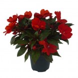 IMPATIENS VASO CM.14