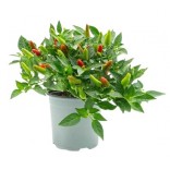 PEPERONCINO VASO 14.