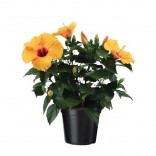 HIBISCUS VASO 14