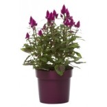 PORTULACA VASO D.14