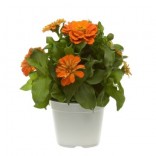 ZINNIA VASO 14