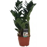 ZAMIOCULCAS VASO 14