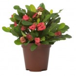 EUPHORBIA MILI VASO 14