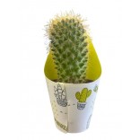 VASO PIANTE GRASSE 5,5