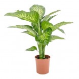 DIEFFENBACHIA TROPIC VS.17.