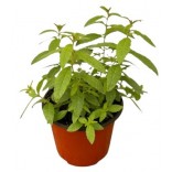 CITRONELLA VASO 14
