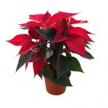 STELLA DI NATALE VASO