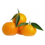 CLEMENTINE S.SEMI II 2/3