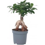 FICUS VASO.17
