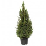 ALBERELLO DI NATALE VASO 9  .