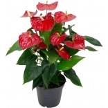 ANTHURIUM VASO 14