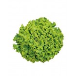 LATT.GENTILINA MAZZO