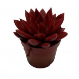 ECHEVERIA NATALE VASO 10.5