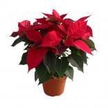 STELLA DI NATALE VASO 14