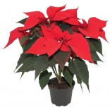 STELLA DI NATALE VASO 16