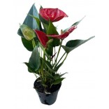ANTHURIUM VASO 9